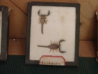 Part of BC Cains bug collection from Camp Dimond, now located at the Lake Merritt Nature Center