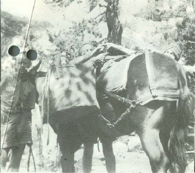 Scouts at Bar H Ranch learning to saddle horses, 1942